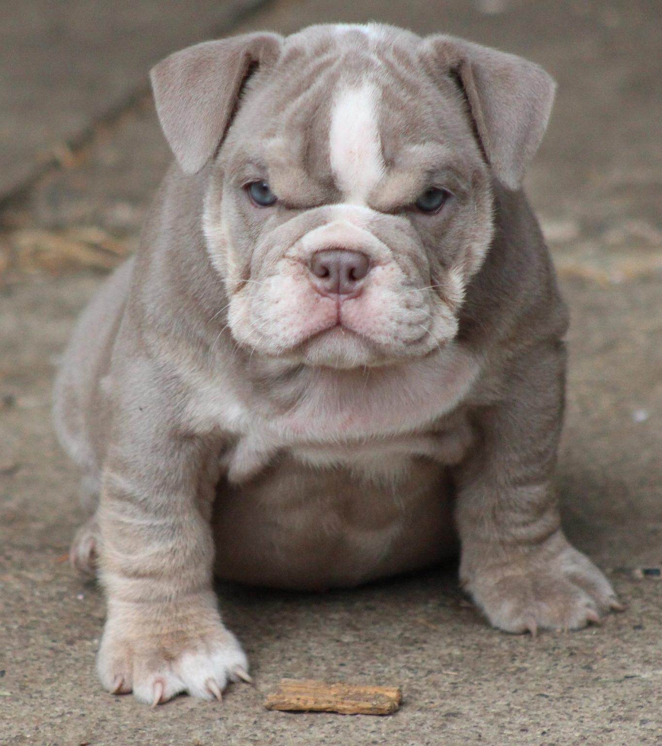 toy english bulldog puppies for sale