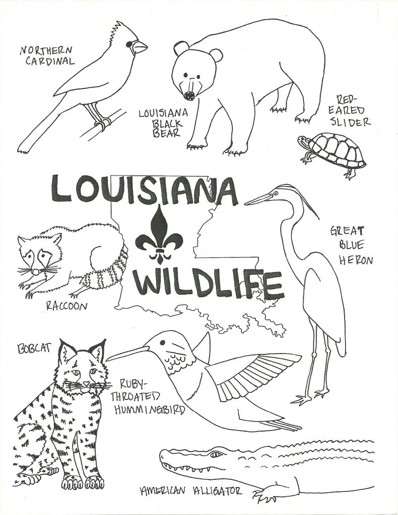 Swamp Animals Coloring Pages - BubaKids.com
