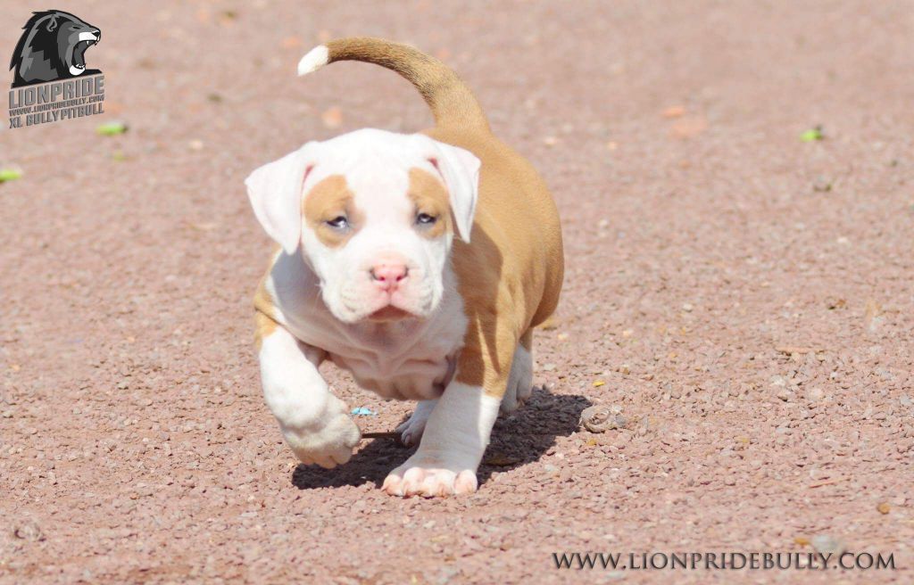 Tri Color American Bully For Sale