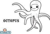 Octonauts: Octopus