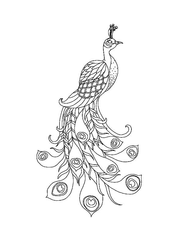 Peacock, : A Beautiful Peacock with His Long Train Coloring Page Wallpaper