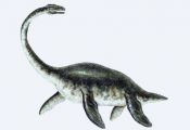Water Dinosaurs Names | Click here for more Plesiosaur Pictures