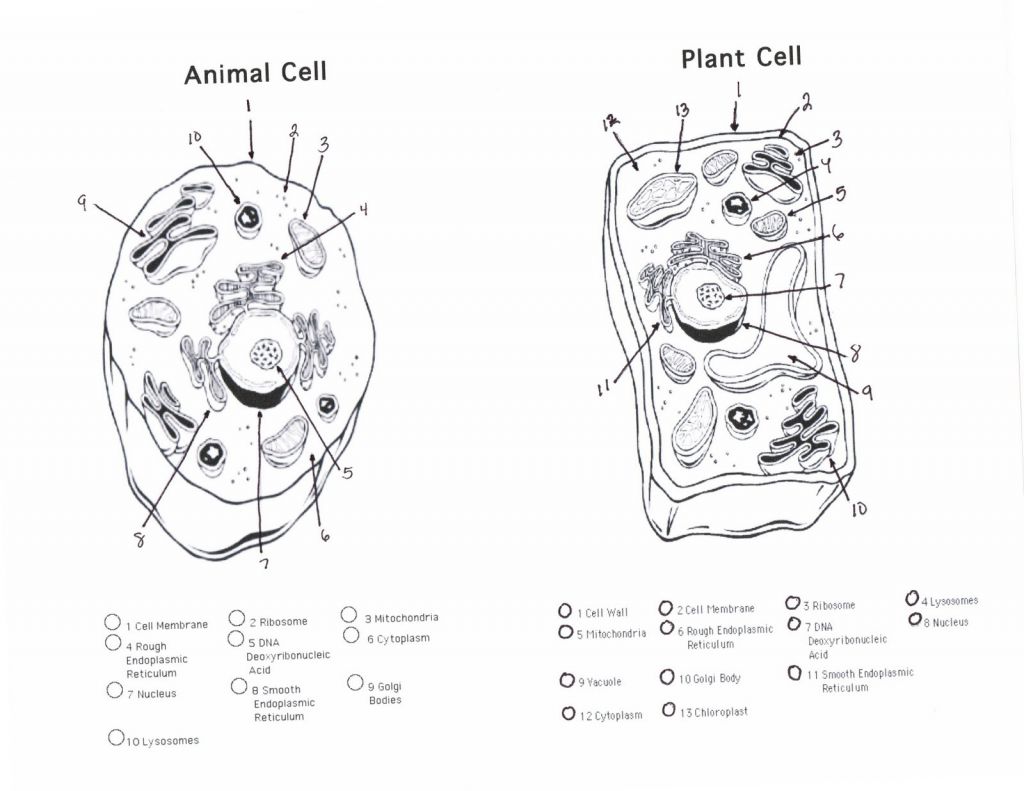 Animal and Plant Cell Coloring Sheet - BubaKids.com