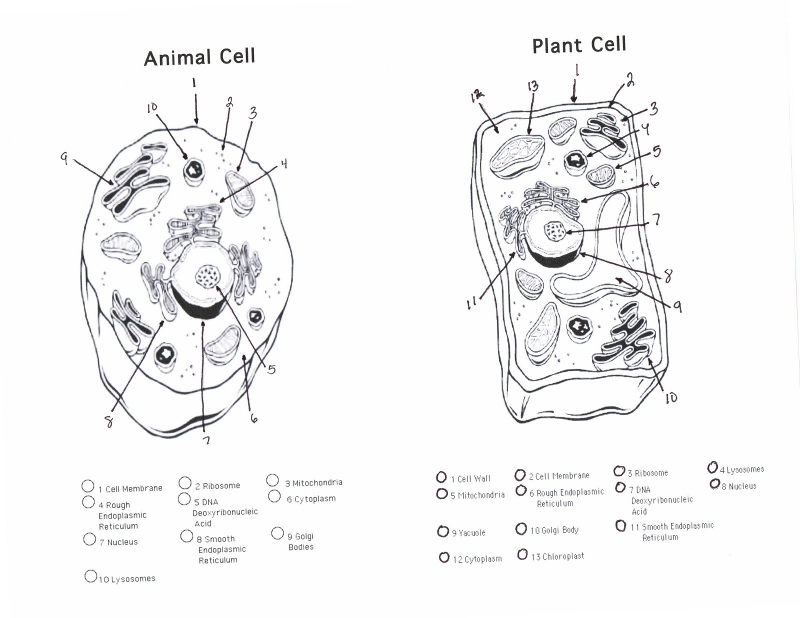 Animal Cellloring Worksheet Free Pdf Plant Printable Preschool Cell Coloring Pages