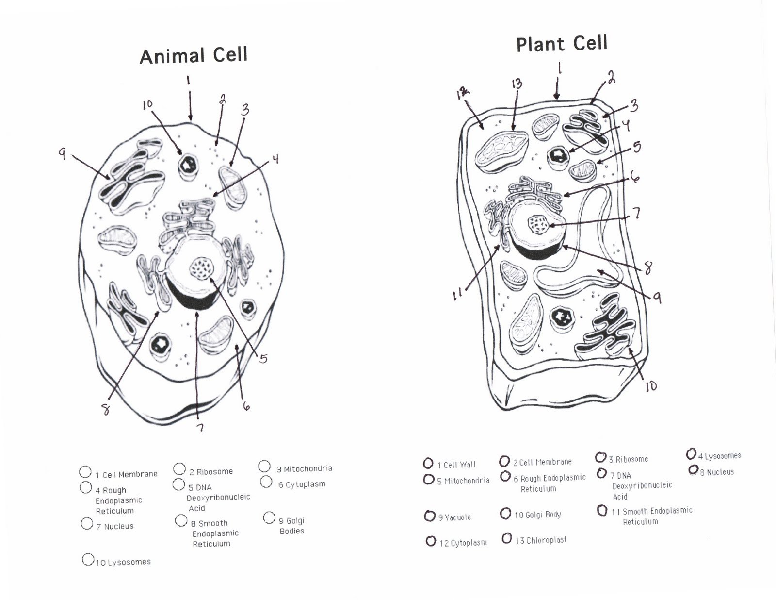 prokaryote coloring sheet answers animal cell coloring diagram awesome animal cell coloring page many interesting cliparts