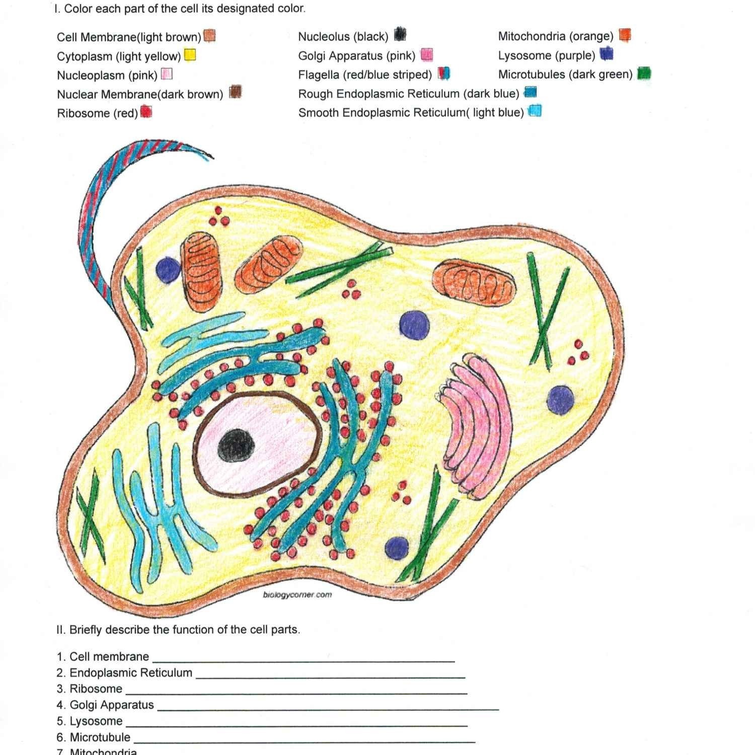 Animal Cell Coloring Answer Key Wallpaper
