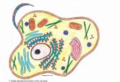 Animal Cell Coloring Answers Animal Cell Coloring Answers