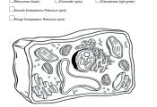 Animal Cell Coloring Page Animal Cell Coloring Page