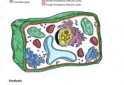 Animal Cell Coloring Sheet Animal Cell Coloring Sheet