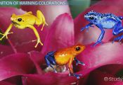 Animals that Use Warning Coloration Animals that Use Warning Coloration