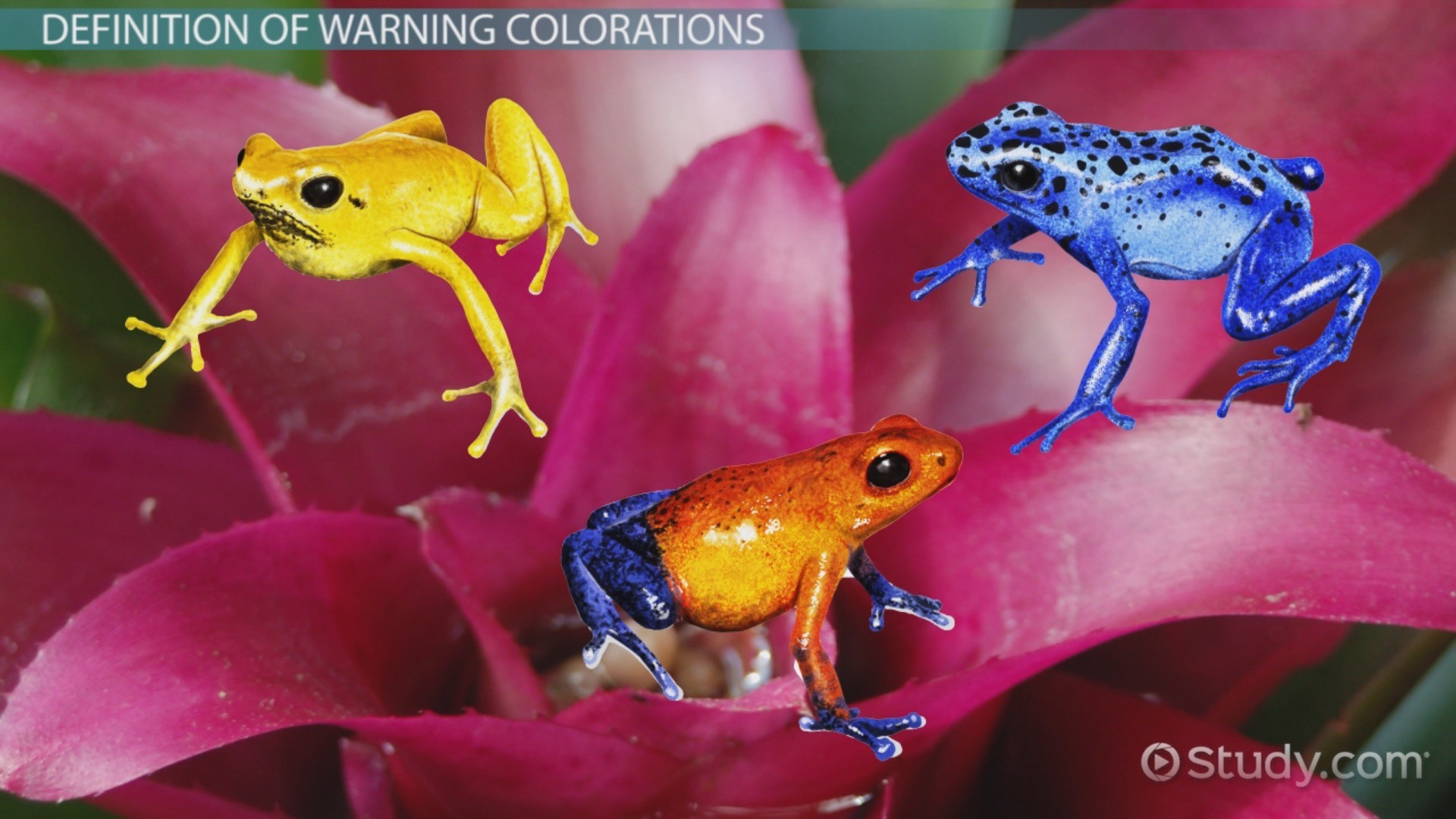 Animals that Use Warning Coloration Wallpaper