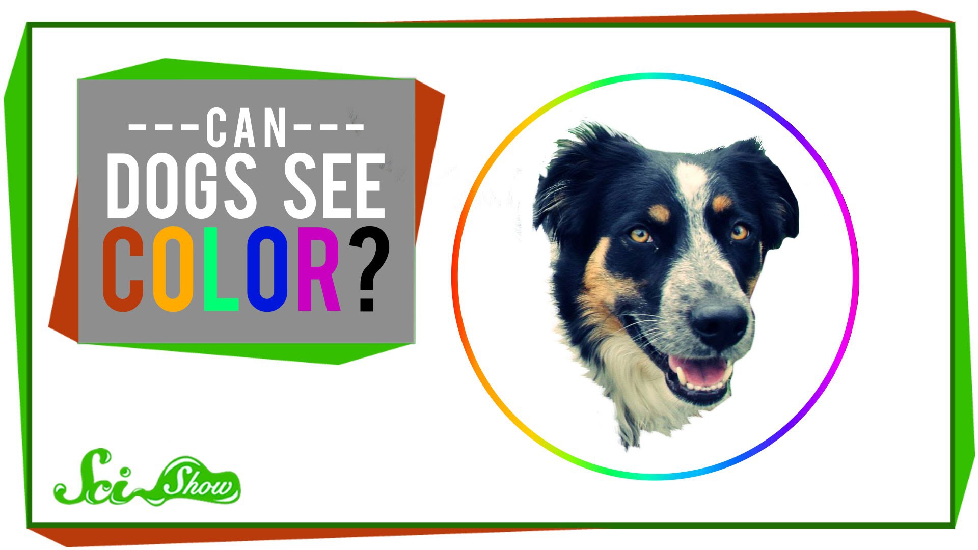 are Animals Color Blind Wallpaper
