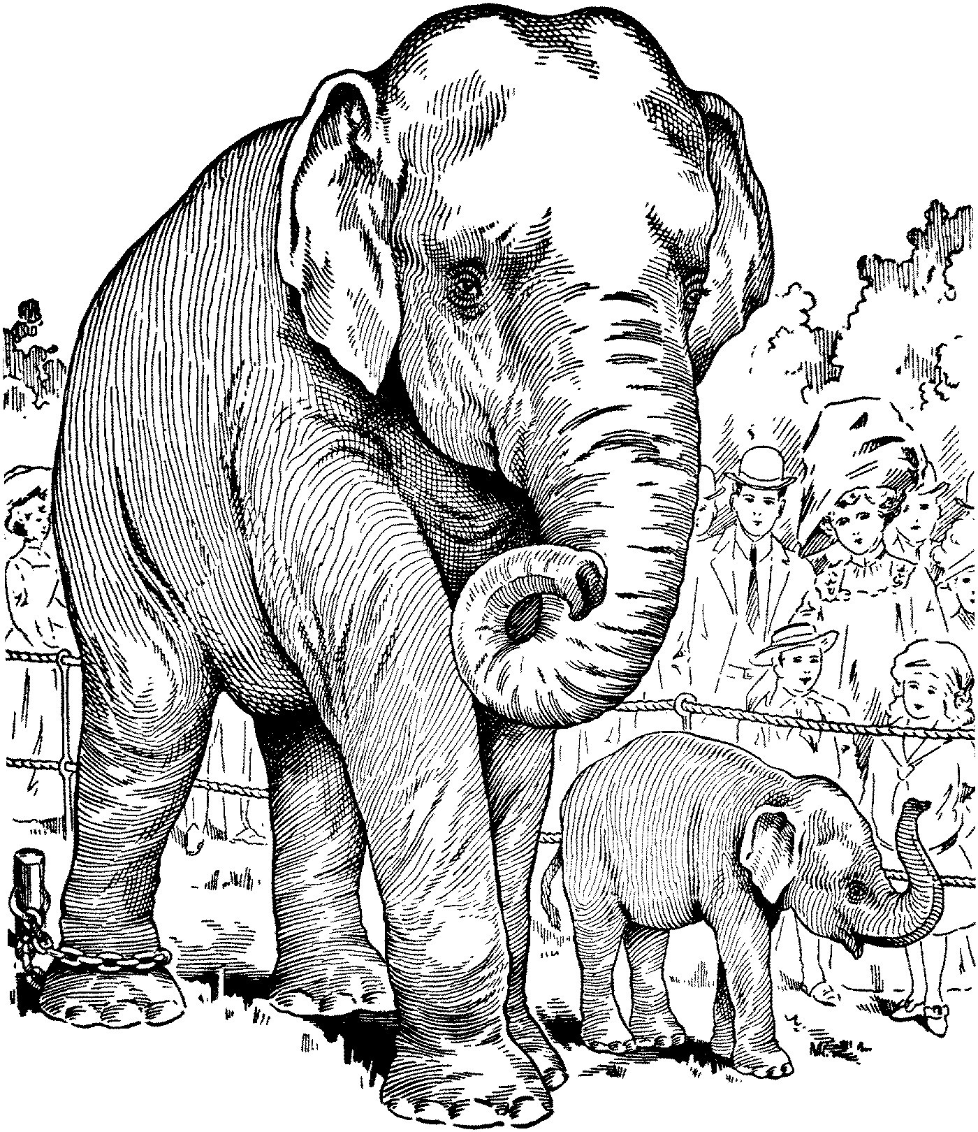asian Elephant Coloring Page Wallpaper