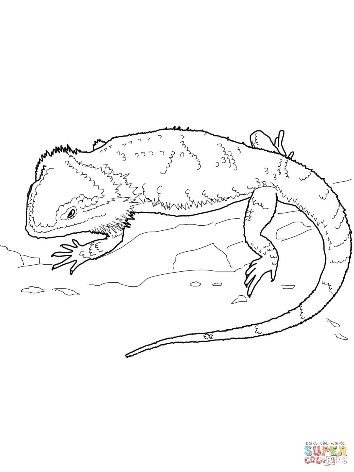 Bearded Dragon Coloring Page Wallpaper