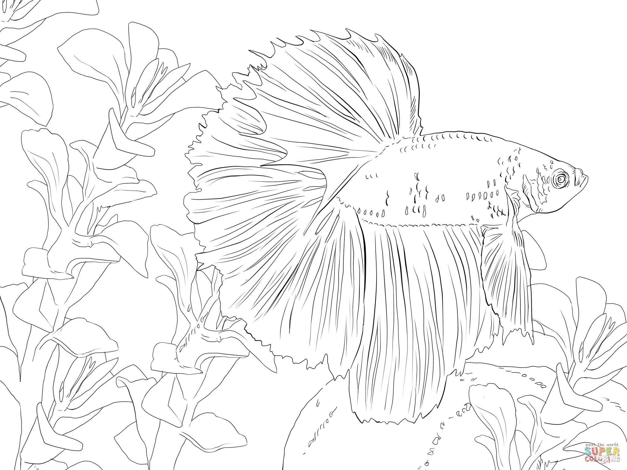 Betta Fish Coloring Pages Wallpaper