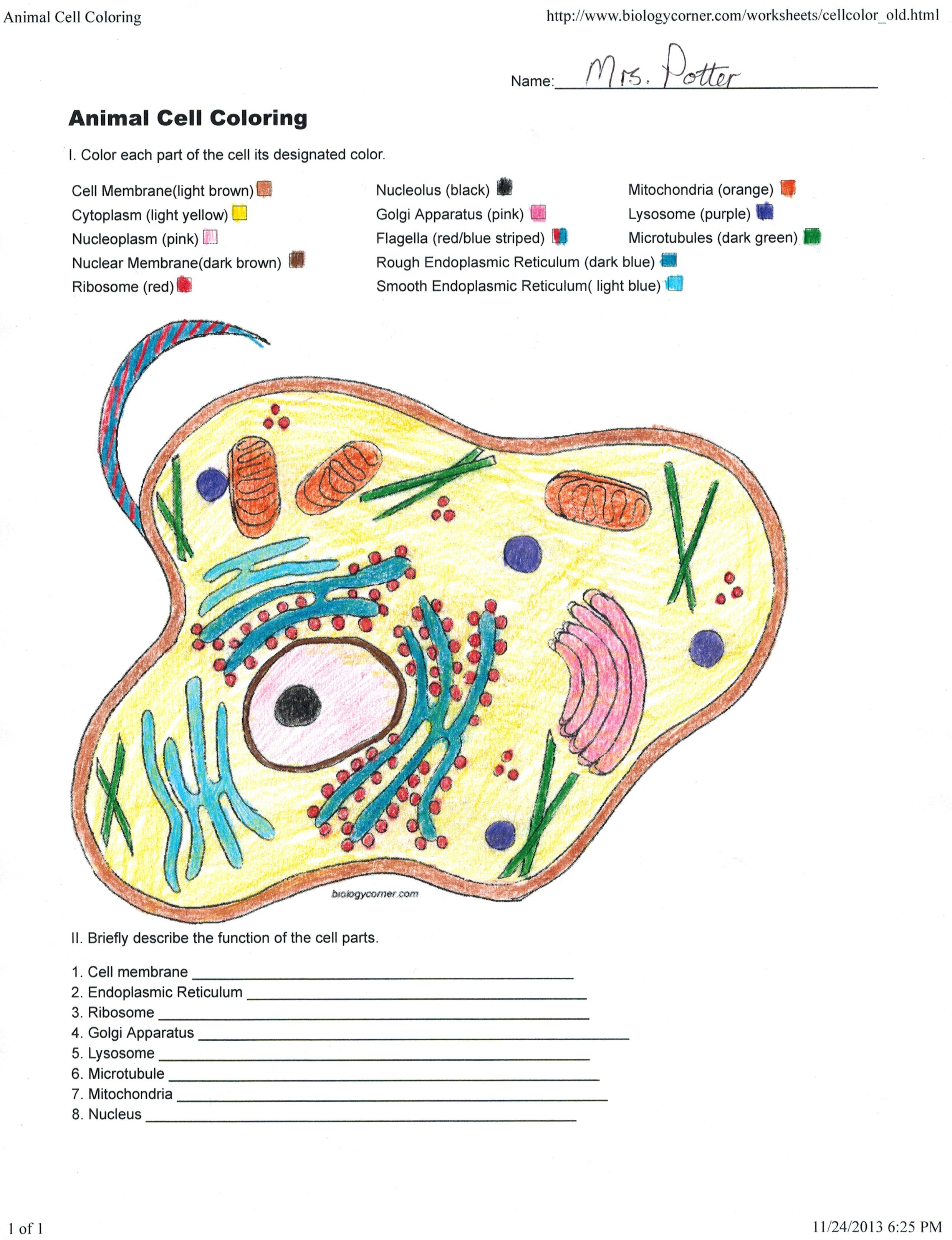 Biologycorner Com Animal Cell Coloring Wallpaper