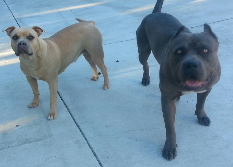 Blue Tri Pitbull Puppies for Sale - wide 5