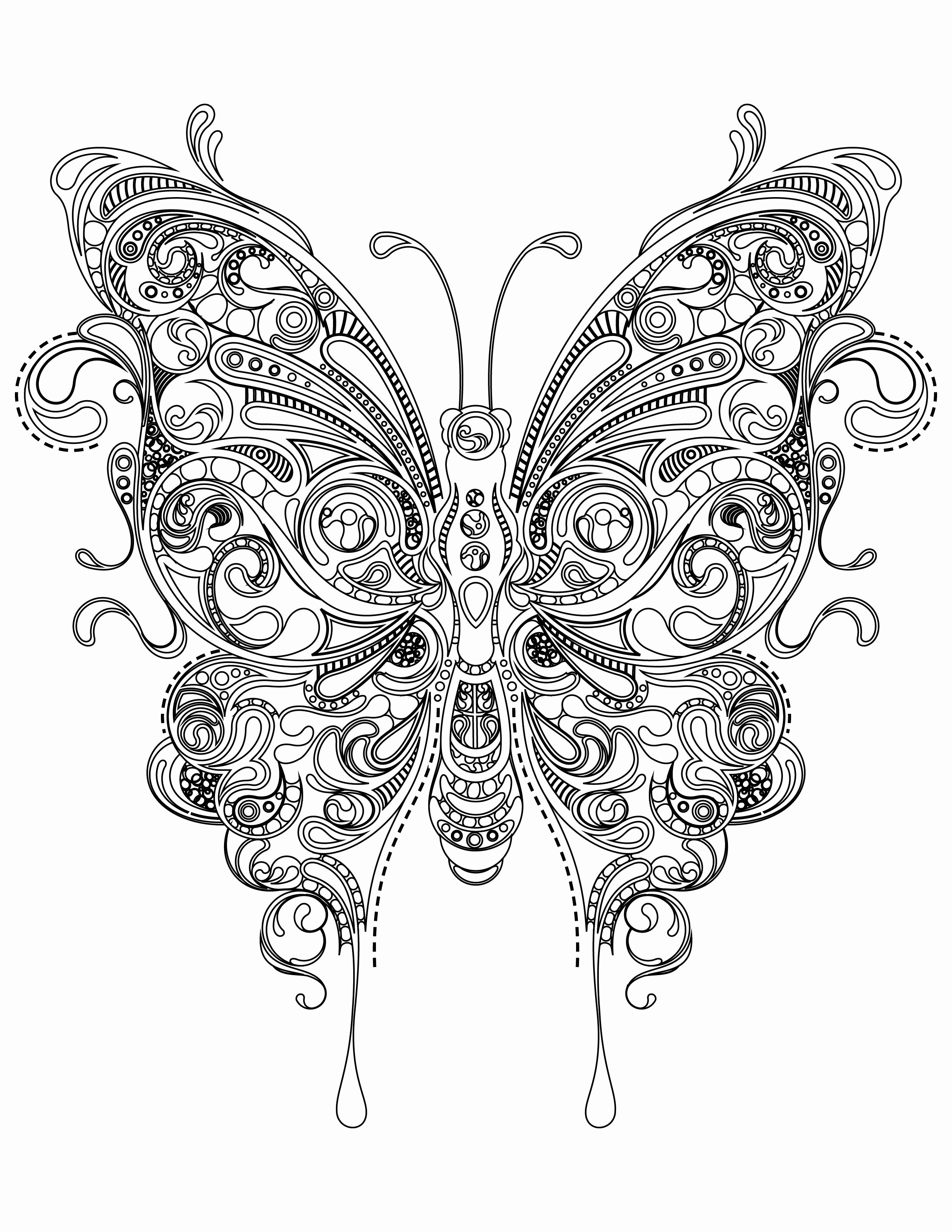 butterfly Colors Wallpaper