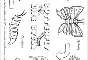 Butterfly Life Cycle Coloring Page butterfly Life Cycle Coloring Page
