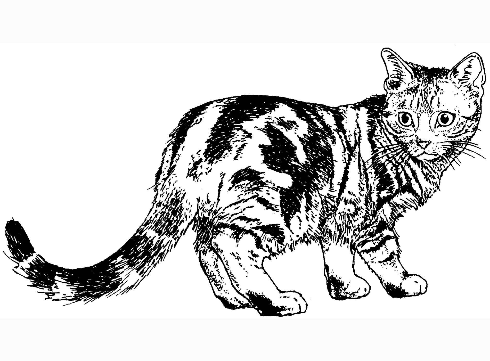 Calico Cat Coloring Pages Wallpaper