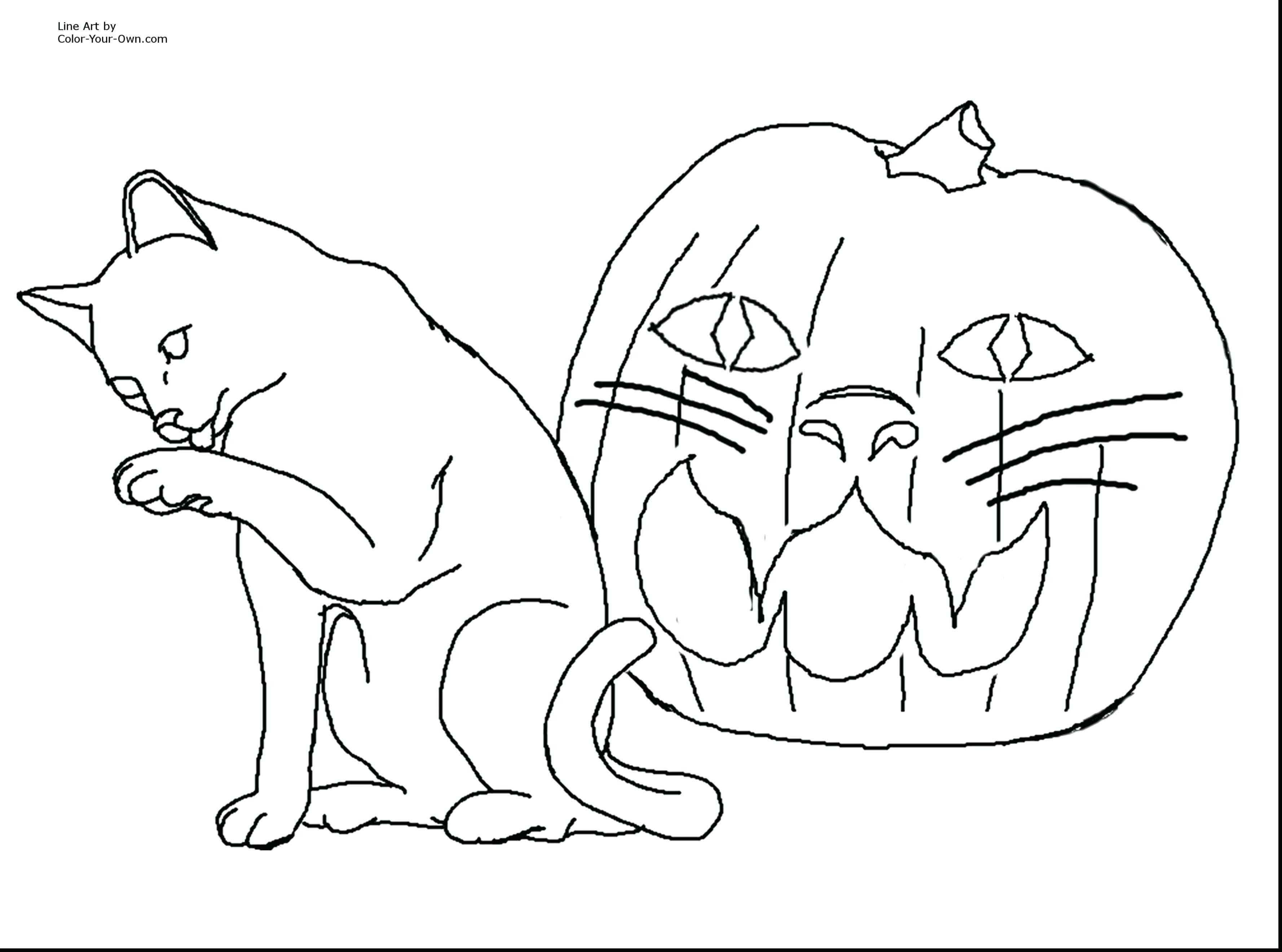 Cat and Pumpkin Coloring Page Wallpaper