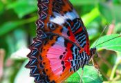 Colorful butterflies Colorful butterflies