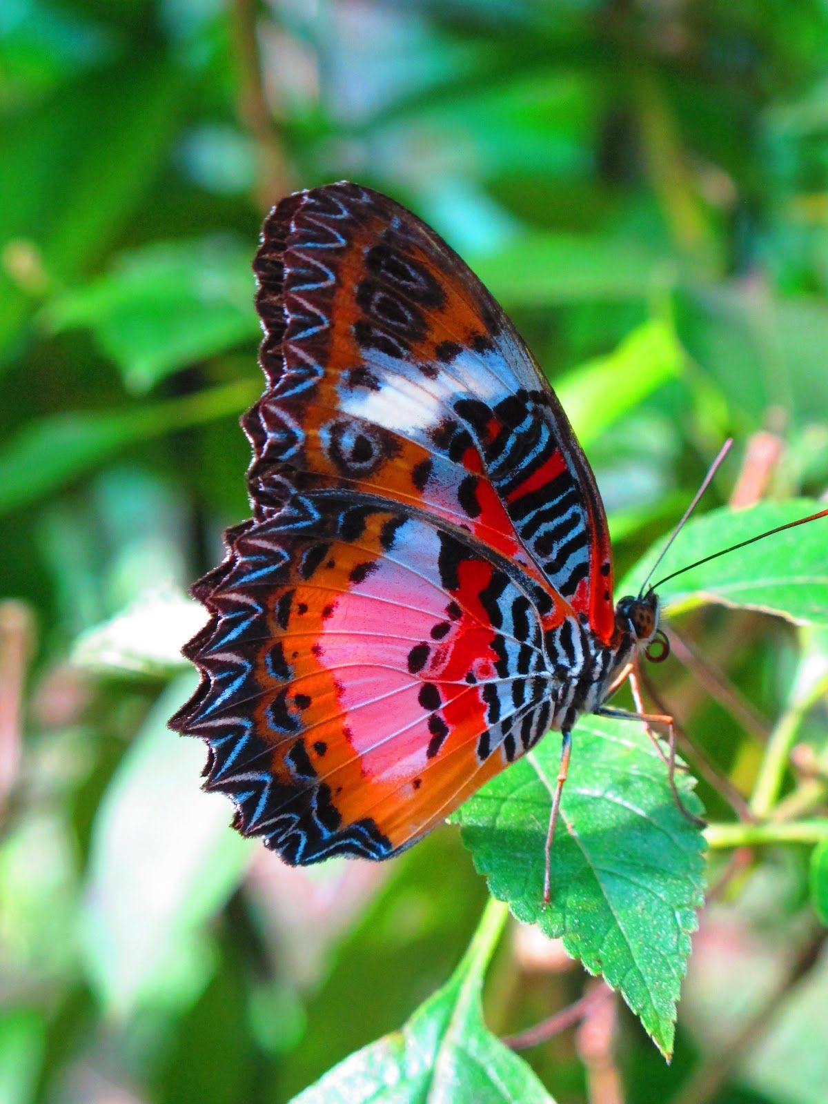 Colorful butterflies Wallpaper