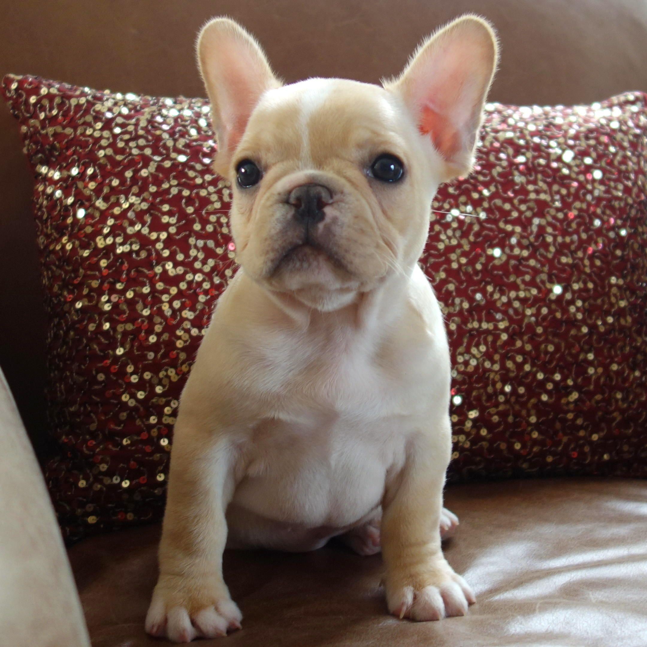 Poetic French Bulldog s Fawn Cream White Female Puppy Champ Lines