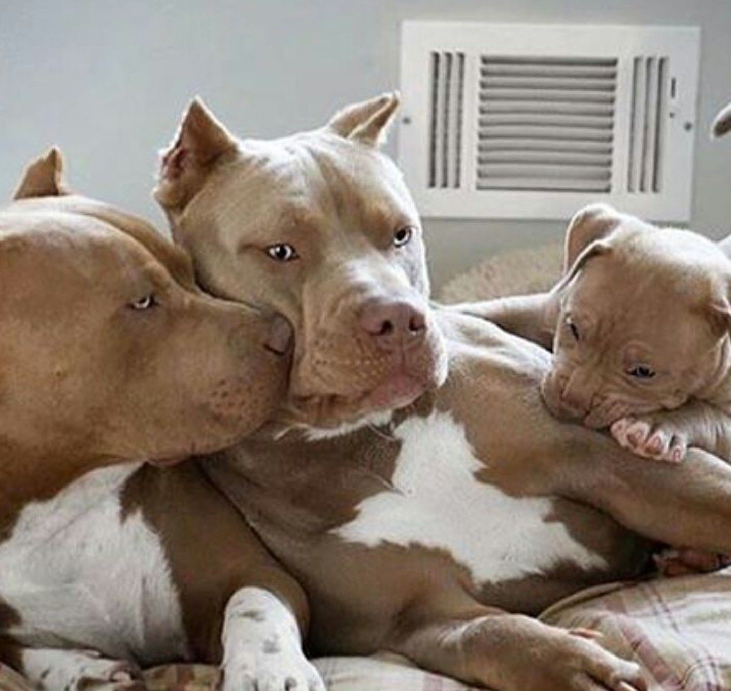 Cream Colored Pitbull Puppies