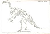 Dinosaurs Bones Coloring Pages Dinosaurs Bones Coloring Pages