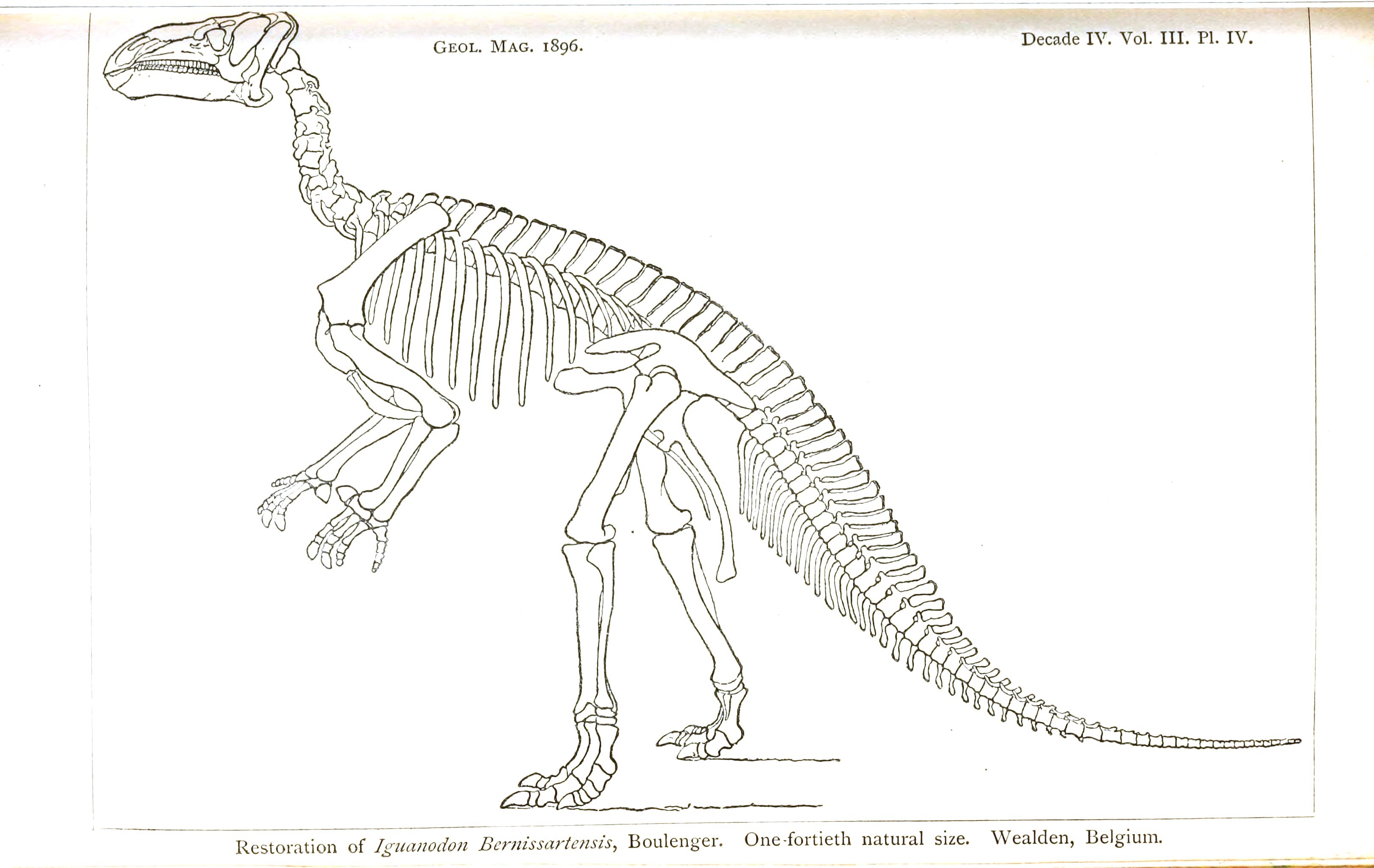 Dinosaurs Skeleton Coloring Pages