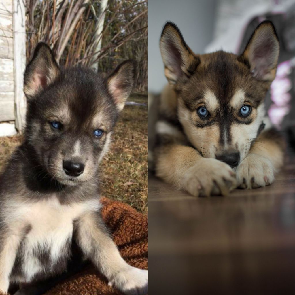 Do Husky Puppies Fur Change Color | BubaKids.com