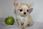 Fawn Colored Chihuahua Puppies Fawn Colored Chihuahua Puppies