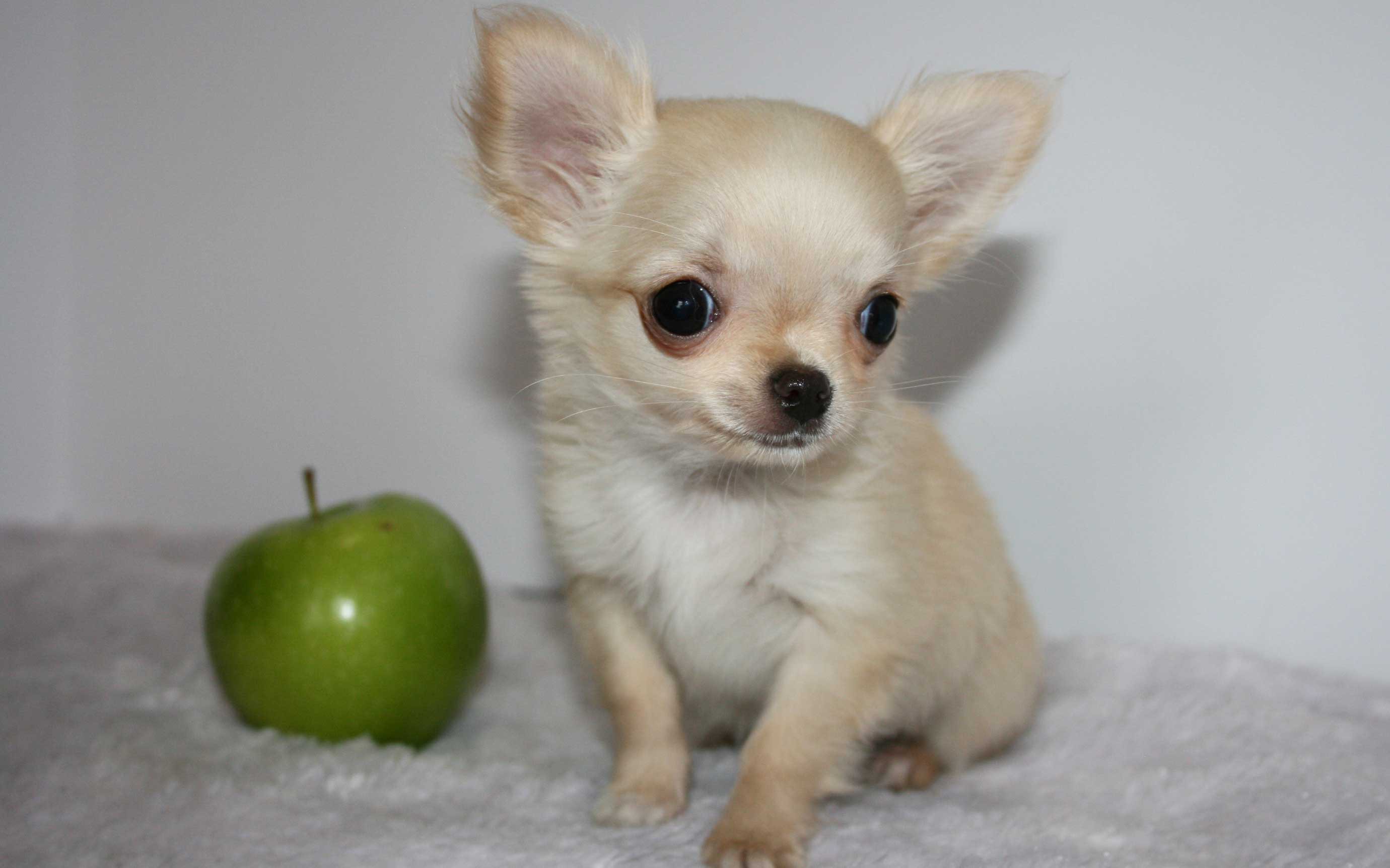 Fawn Colored Chihuahua Puppies