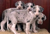 Fawn Colored Great Dane Puppies Fawn Colored Great Dane Puppies