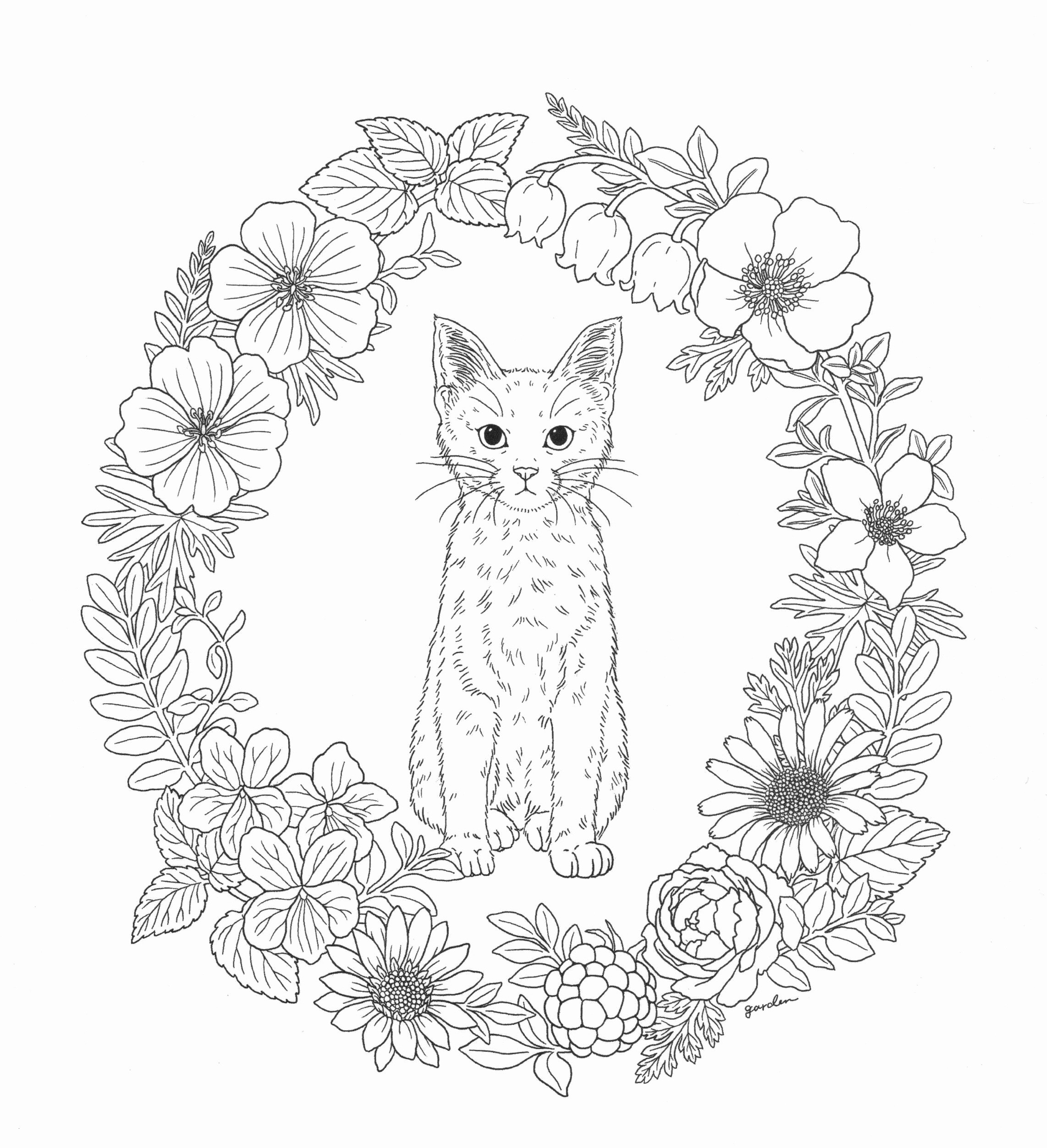 Free butterfly Coloring Pages Wallpaper