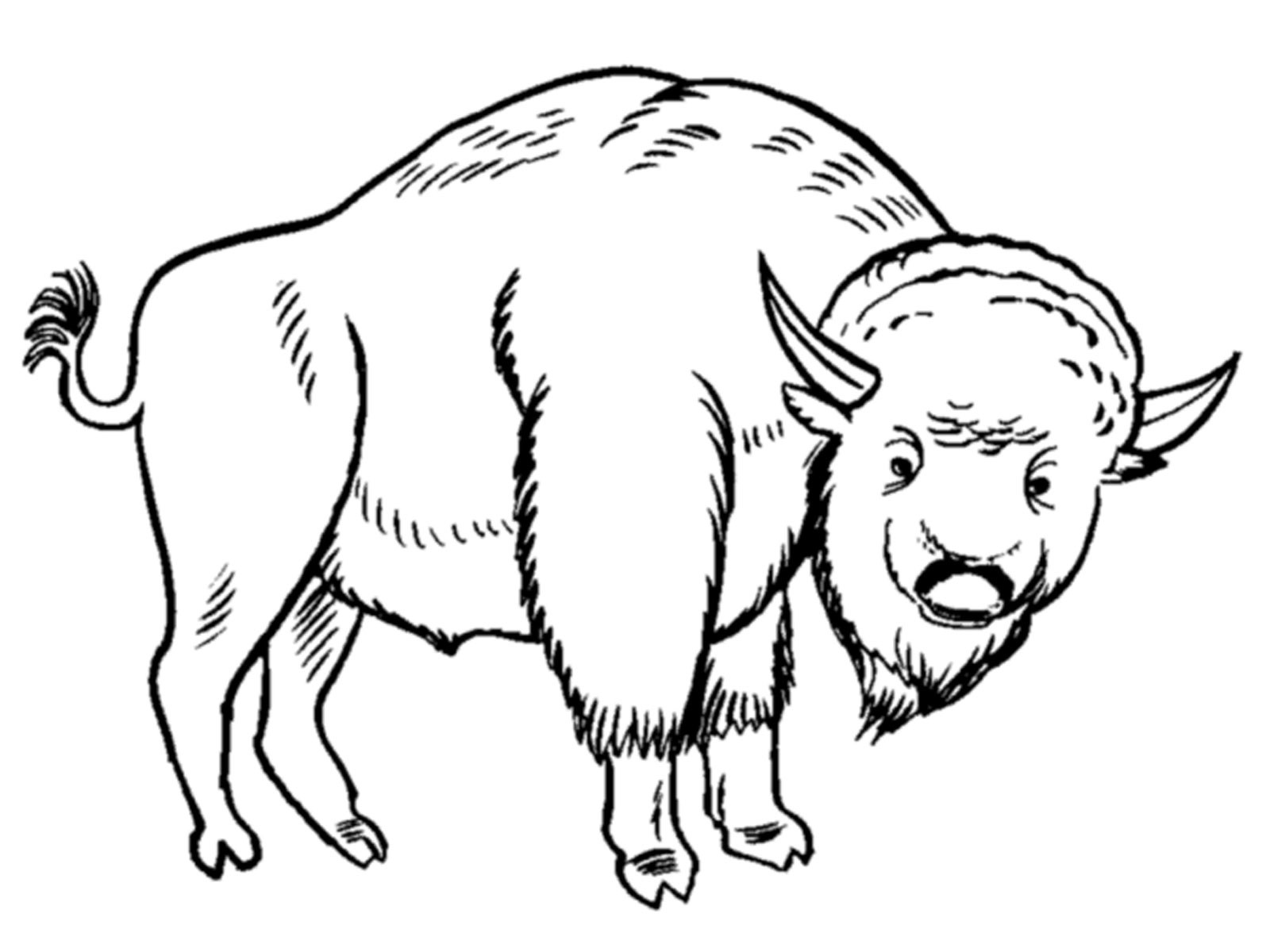 Grassland Animals Coloring Pages Wallpaper