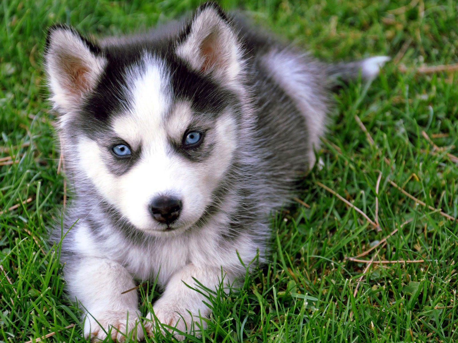 Husky Puppy with Different Colored Eyes