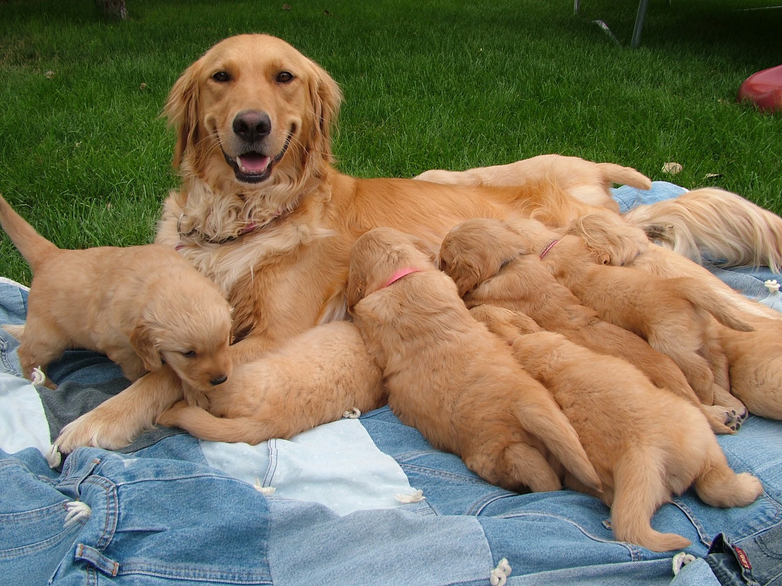 Light Colored Golden Retriever Puppies