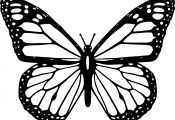 Monarch butterfly Coloring Page Monarch butterfly Coloring Page