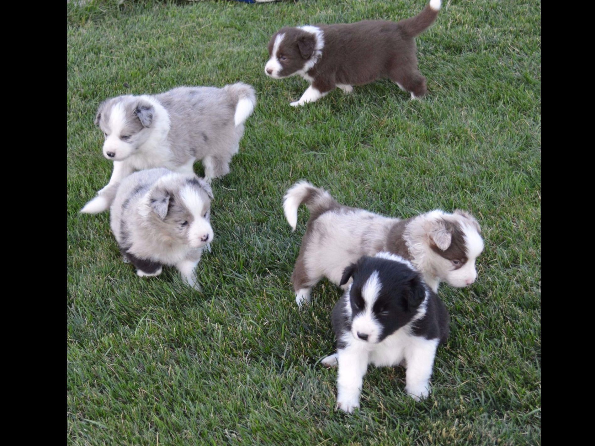 Multi Colored Puppies