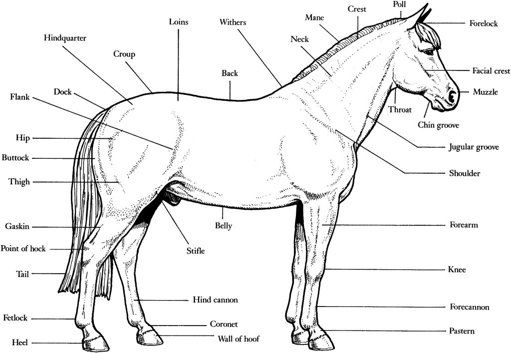 Printable Realistic Horse Coloring Pages - BubaKids.com