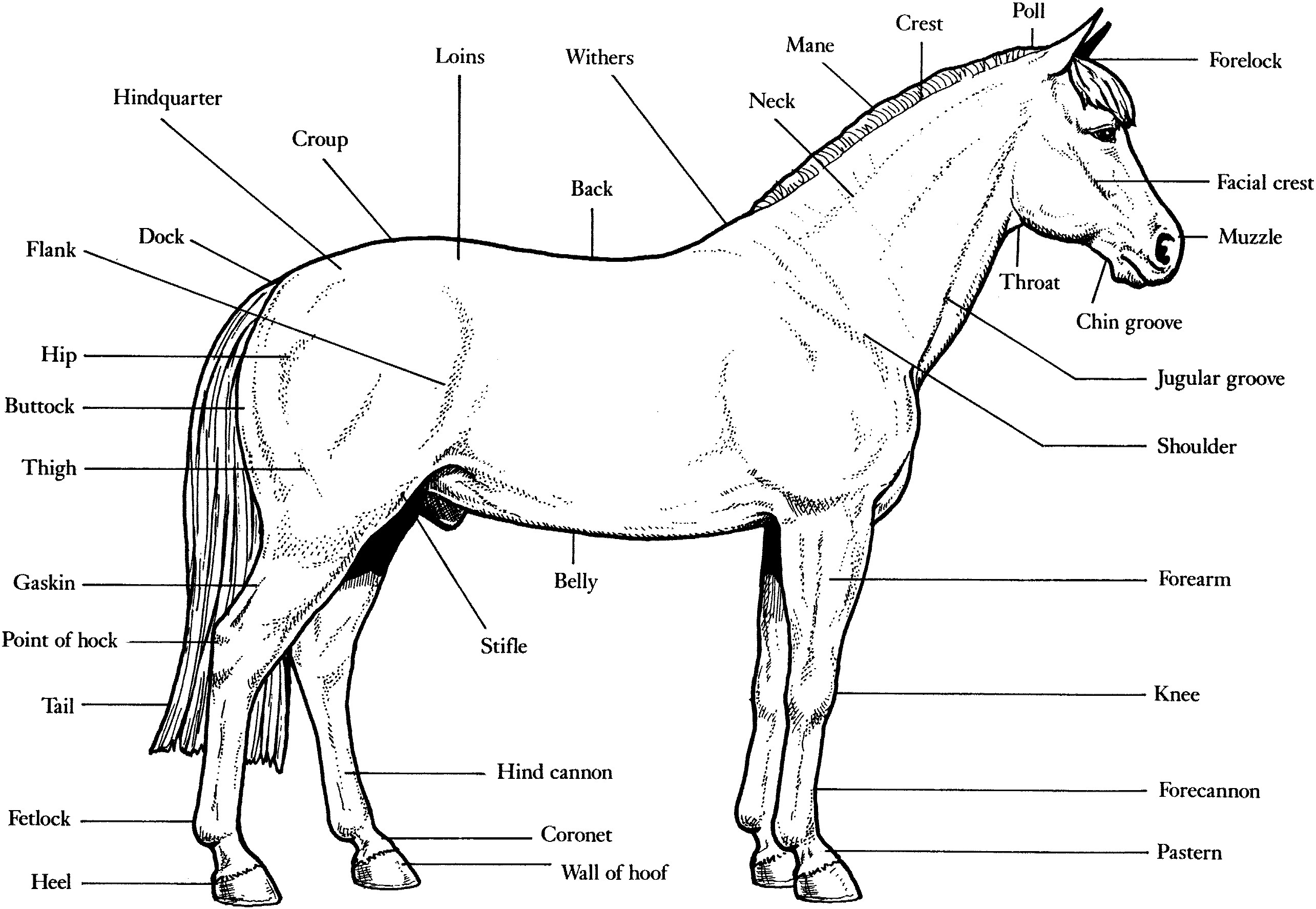Printable Realistic Horse Coloring Pages Wallpaper