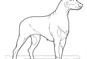 Realistic Dog Coloring Pages Realistic Dog Coloring Pages