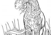 Realistic Horse Coloring Pages Realistic Horse Coloring Pages