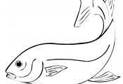 Siamese Fighting Fish Coloring Pages Siamese Fighting Fish Coloring Pages
