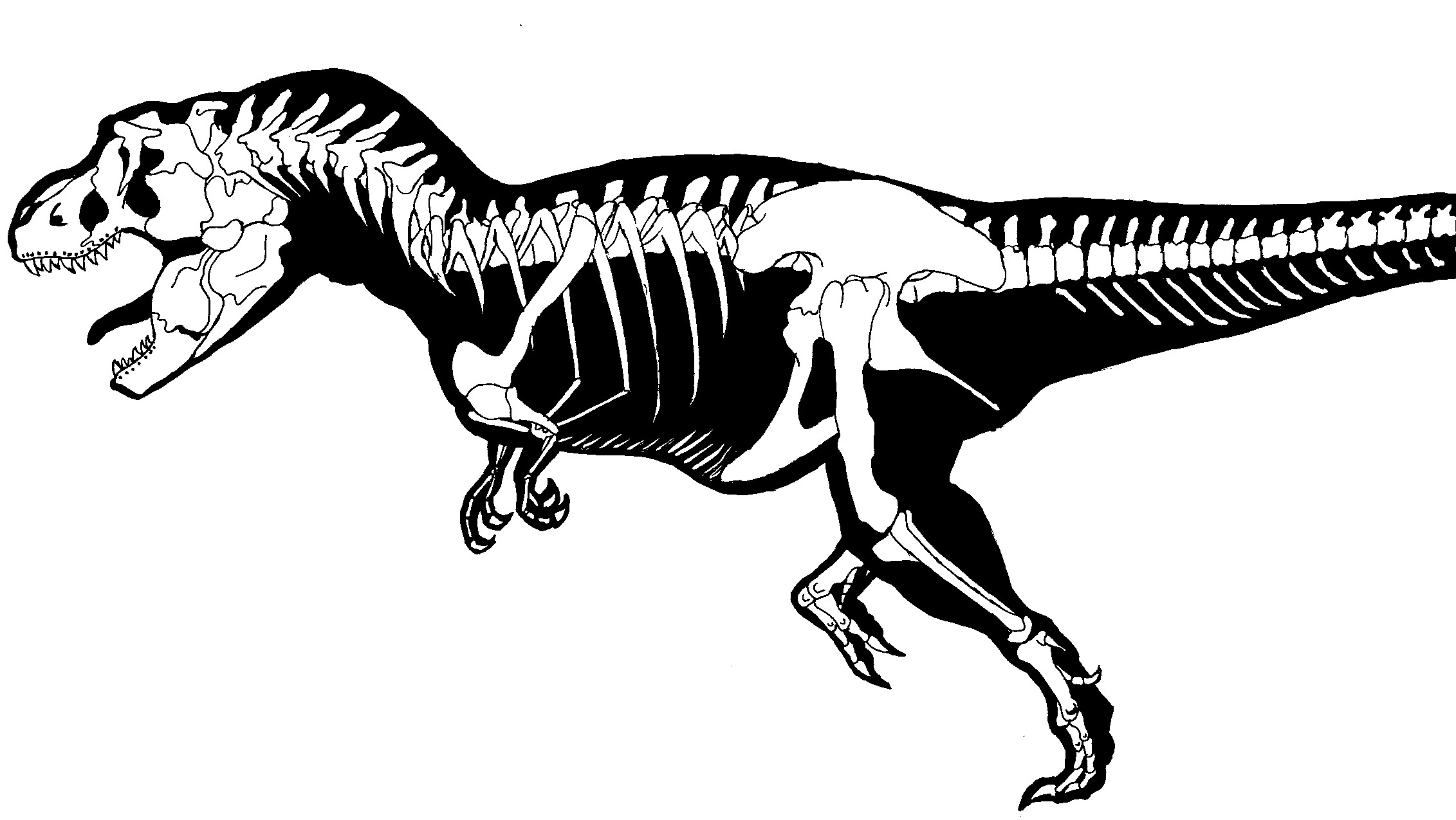 T Rex Fossil Coloring Page Wallpaper