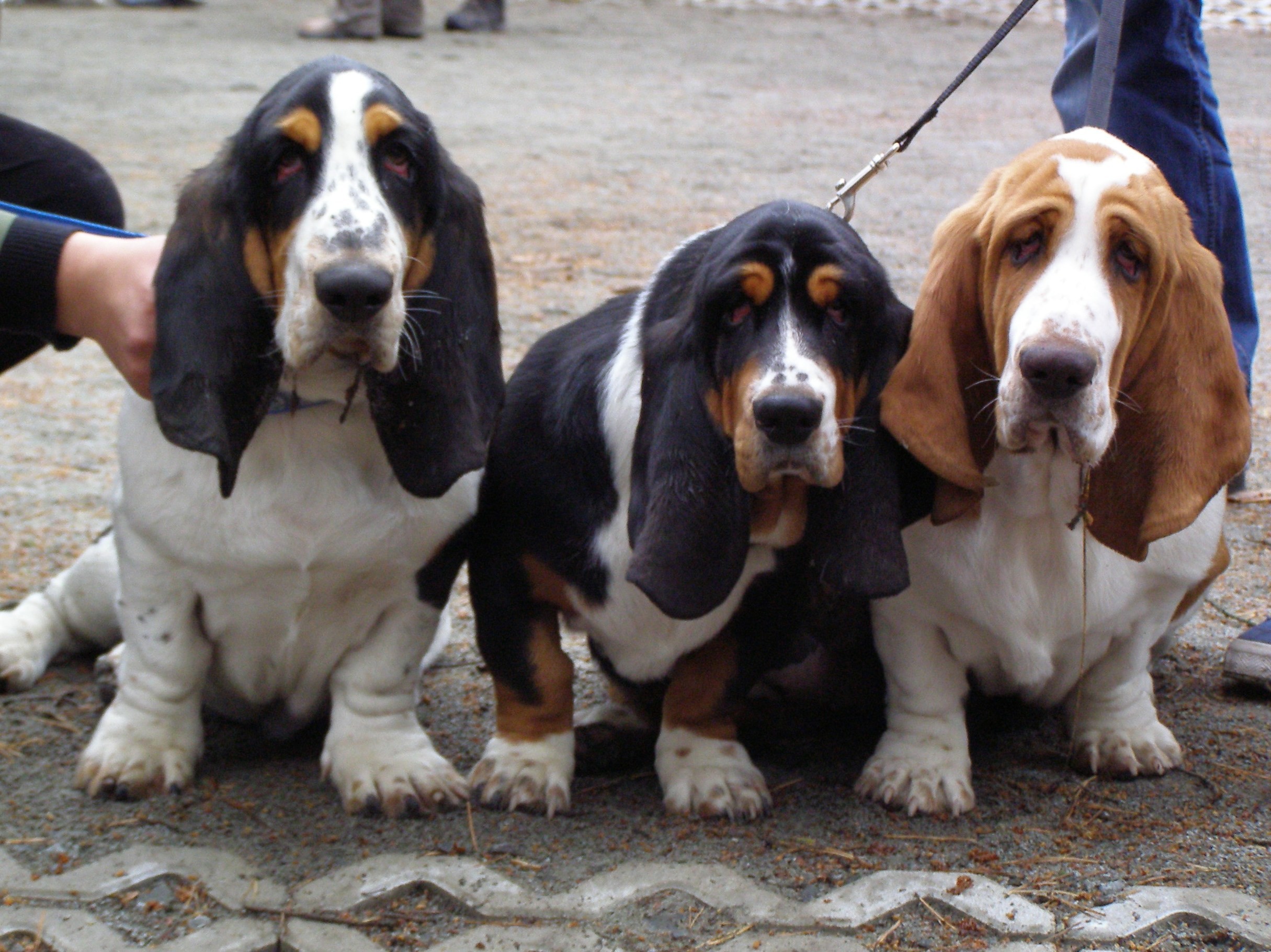 Tri Color Basset Hound Puppies for Sale