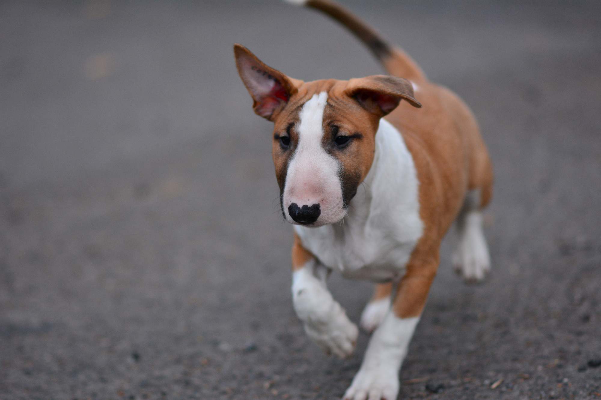 Tri Color Bull Terrier Puppies
