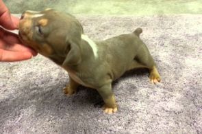 Tri Color Bully Puppies for Sale Tri Color Bully Puppies for Sale